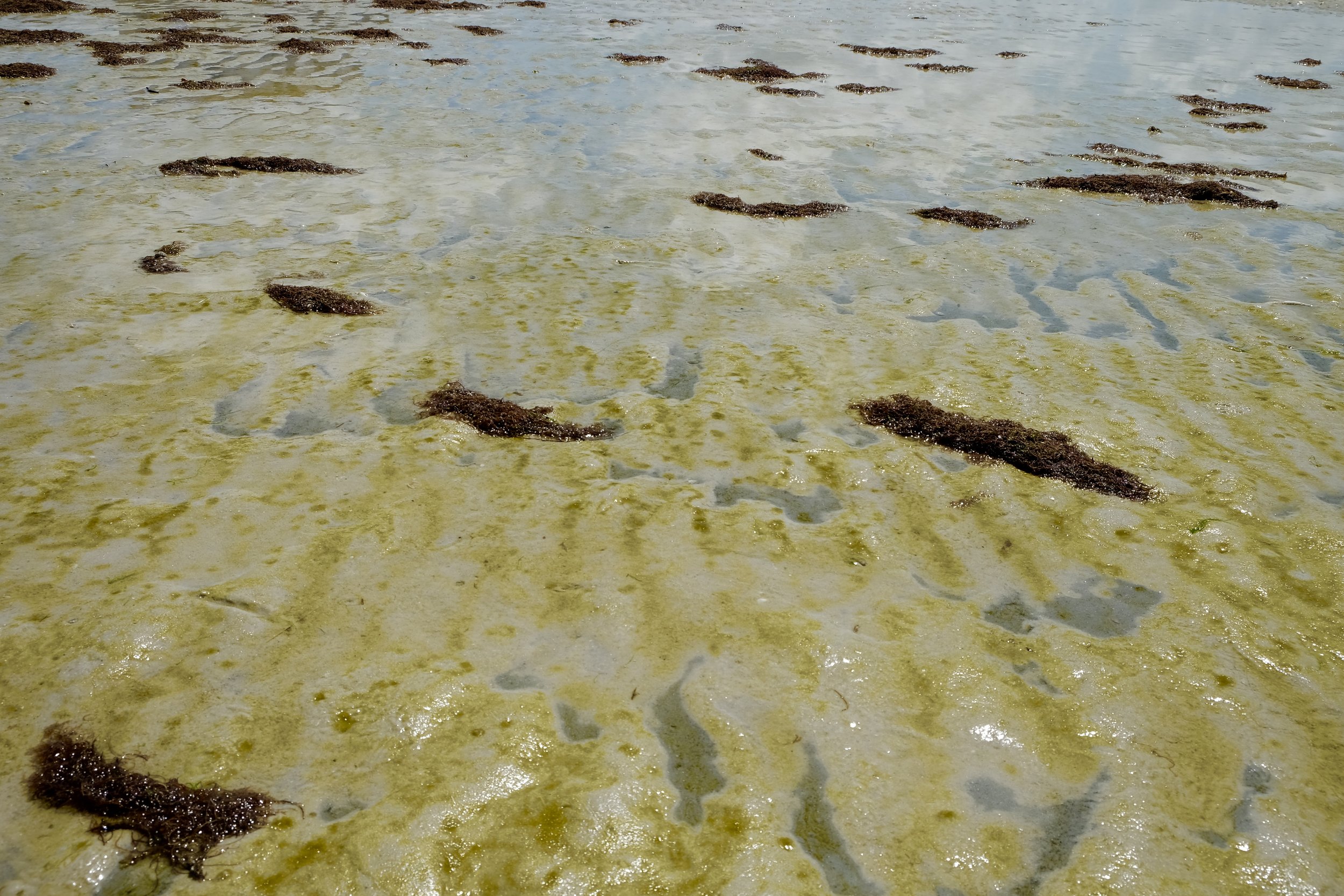 Fort Myers Beach: Green Sand