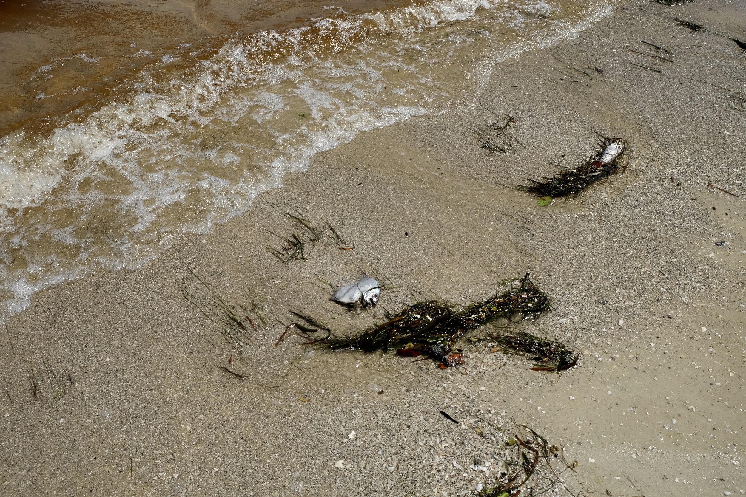 Sanibel Island: Causeway Island Park