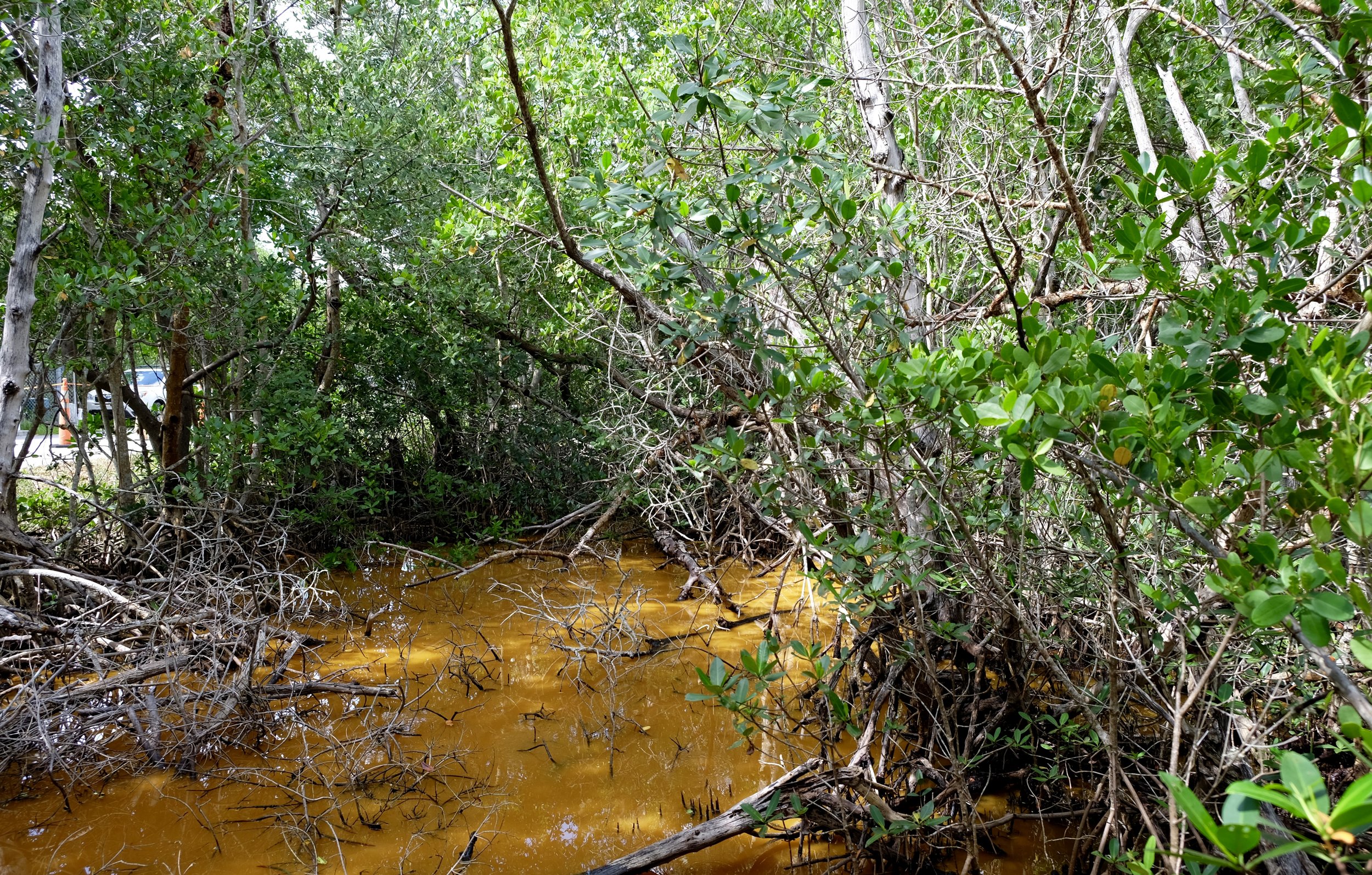 Sanibel Island: Mangroves at the J.N. Ding National Wildlife Refuge