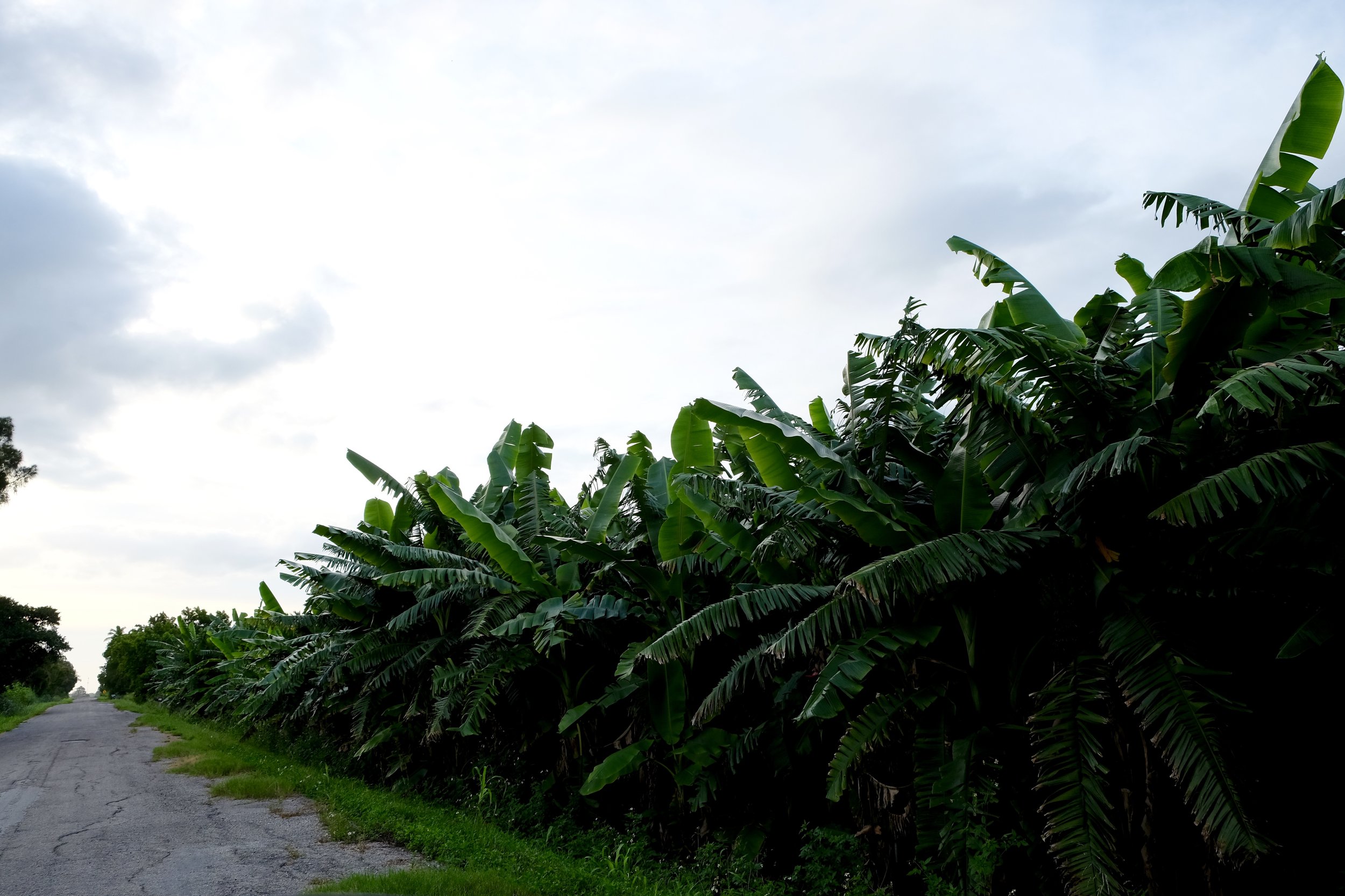 Everglades Agricultural Area