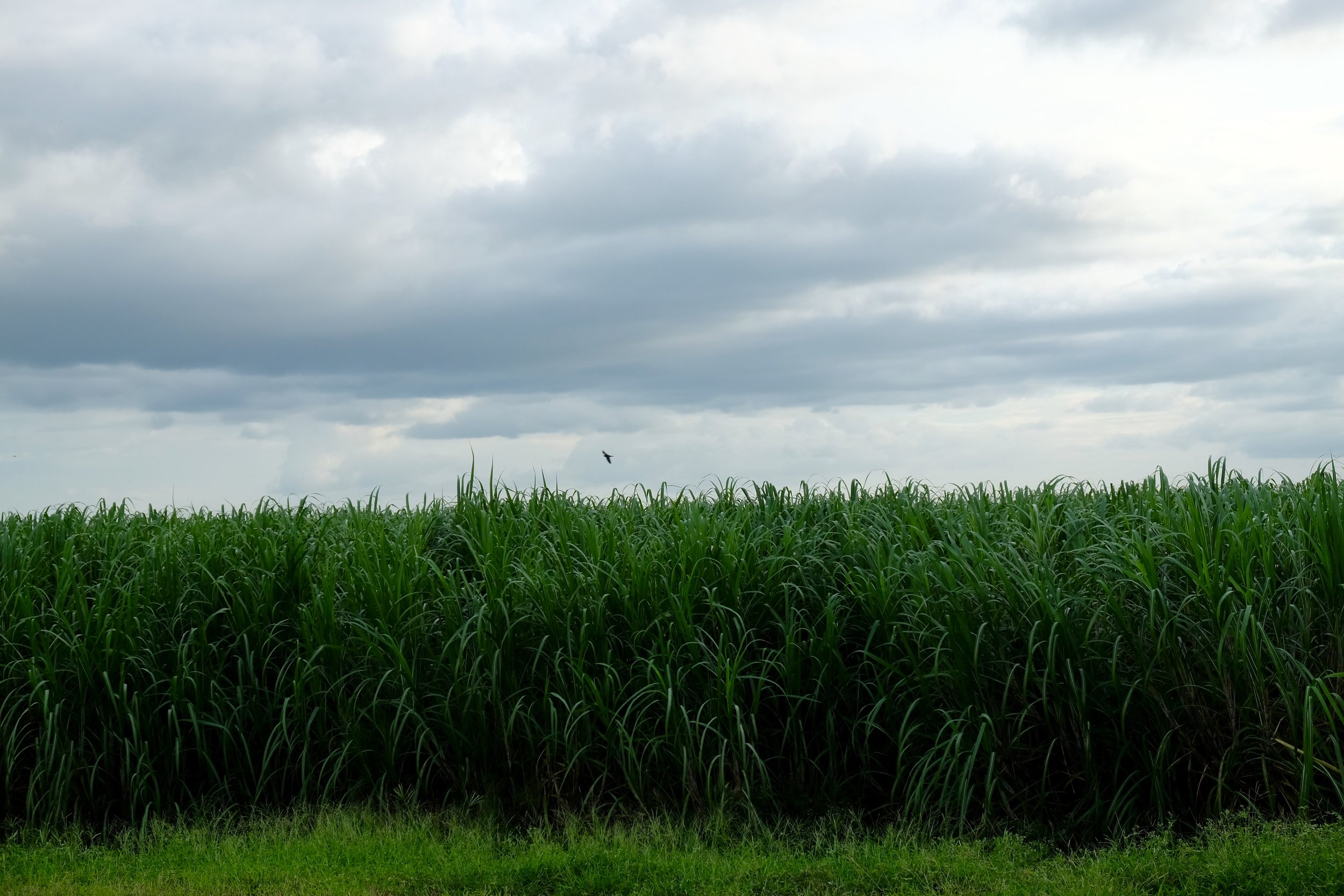 Everglades Agricultural Area