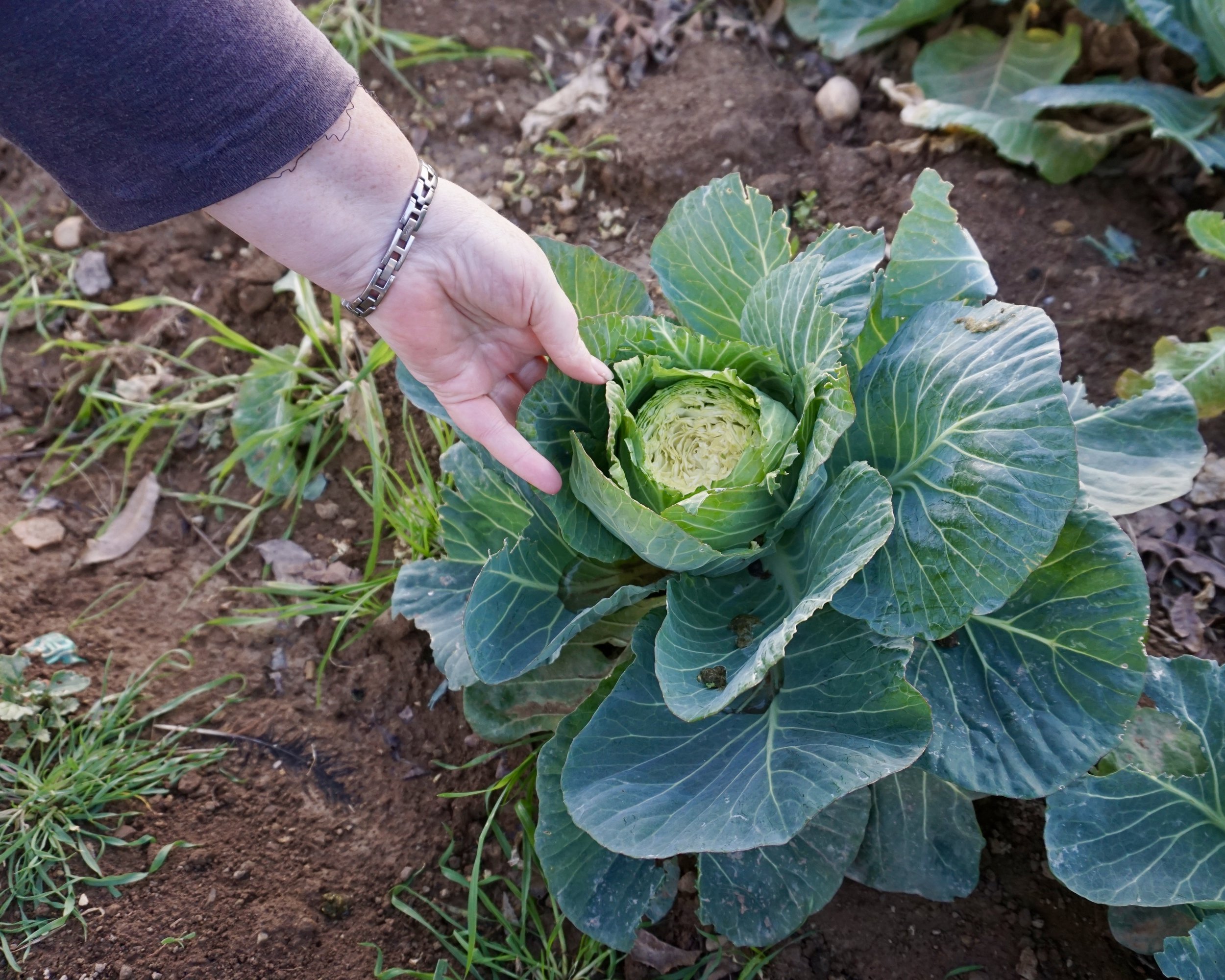 Klein Karoo: Natalya's Vegetable Garden