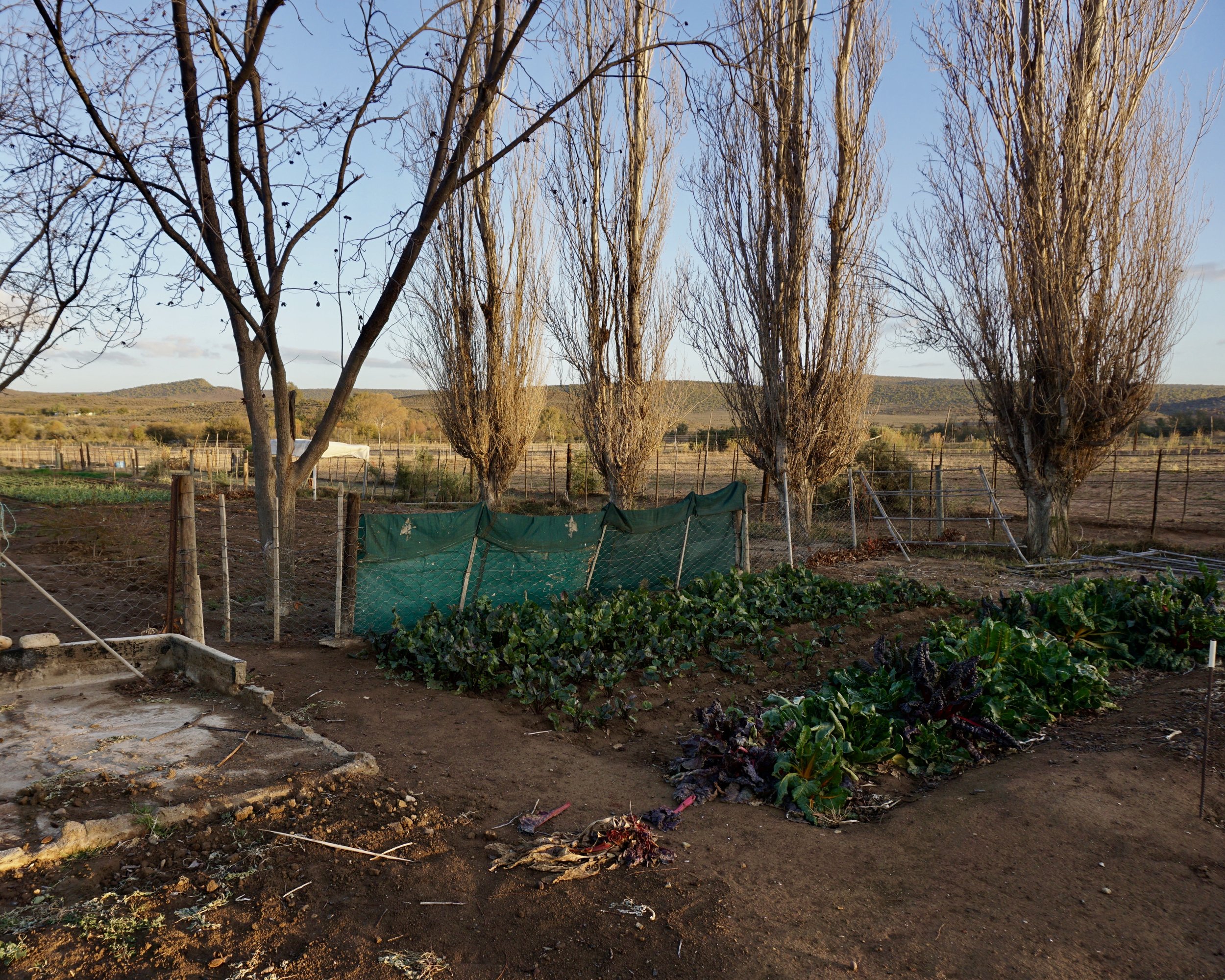 Klein Karoo: Natalya's Vegetable Garden