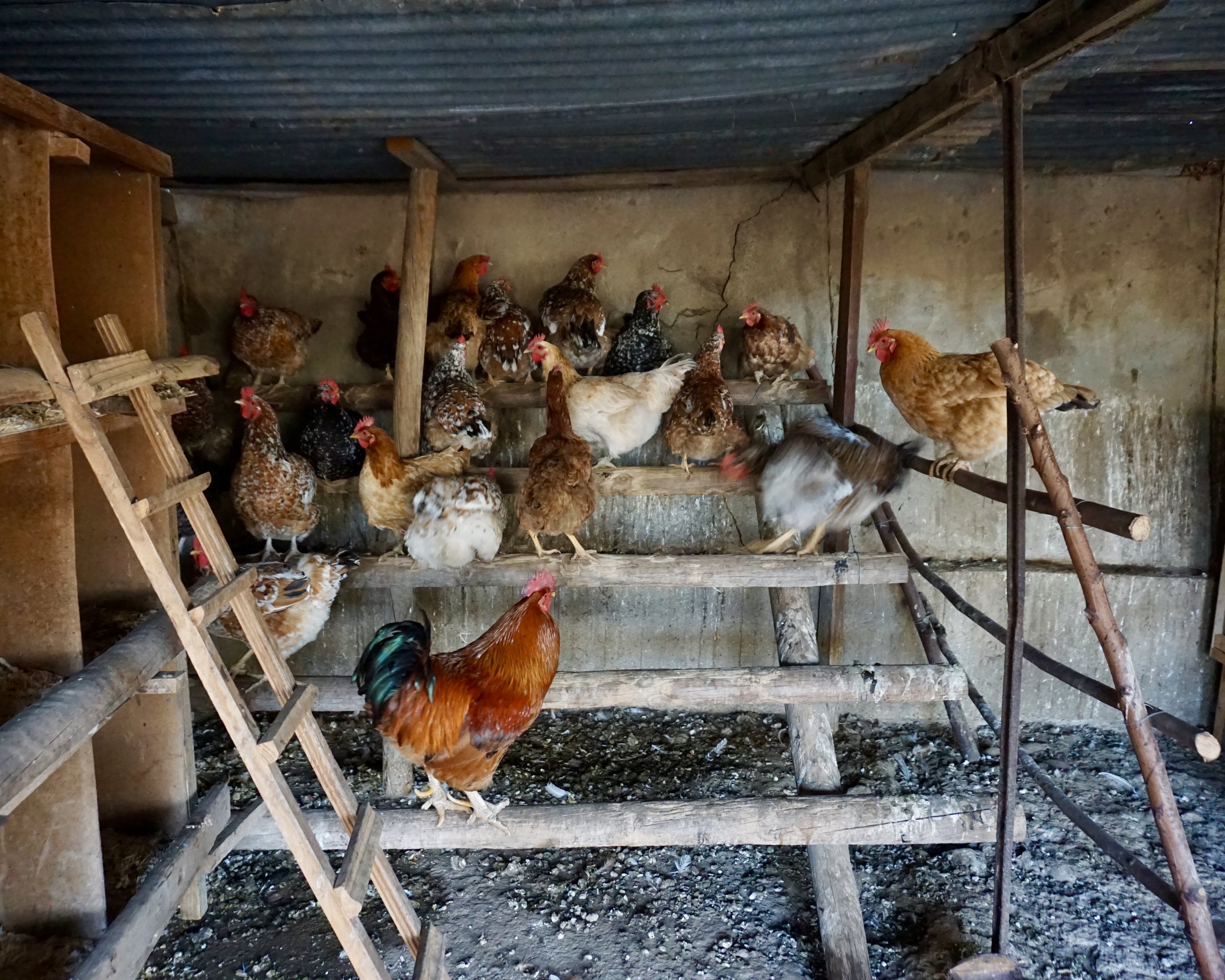 Klein Karoo: Natalya's Hens