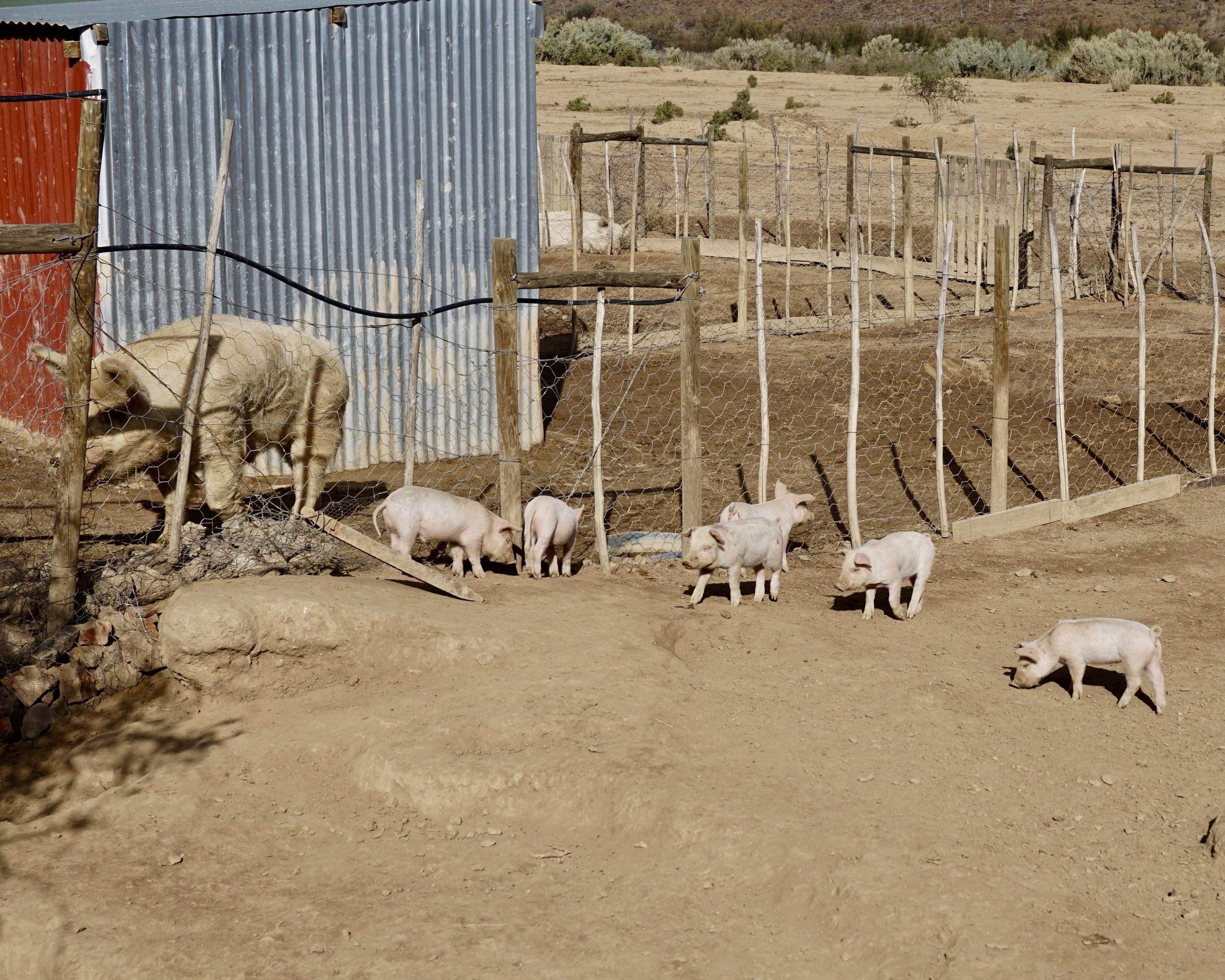 Klein Karoo: Pigs on Andrew's Farm