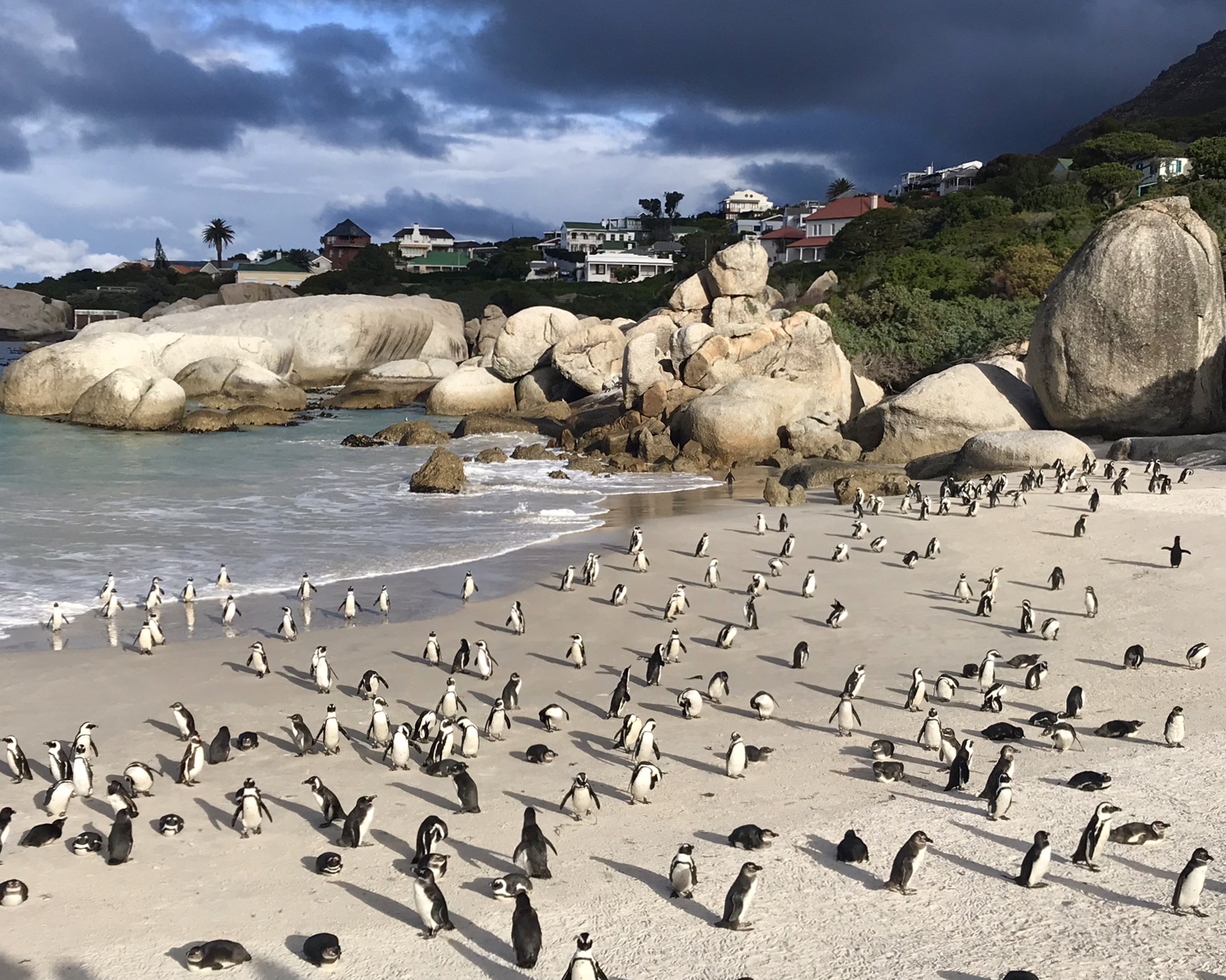 Cape Town: Boulders Beach Penguins