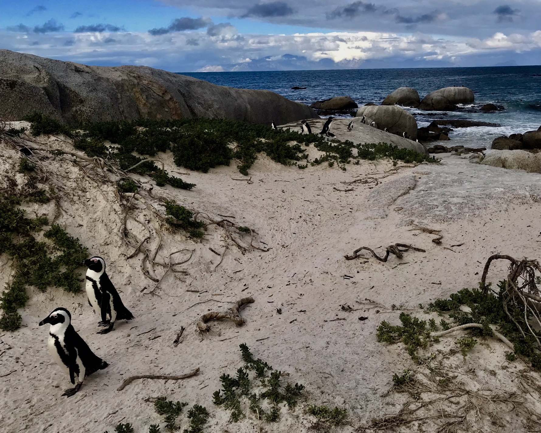 Cape Town: Boulders Beach Penguins