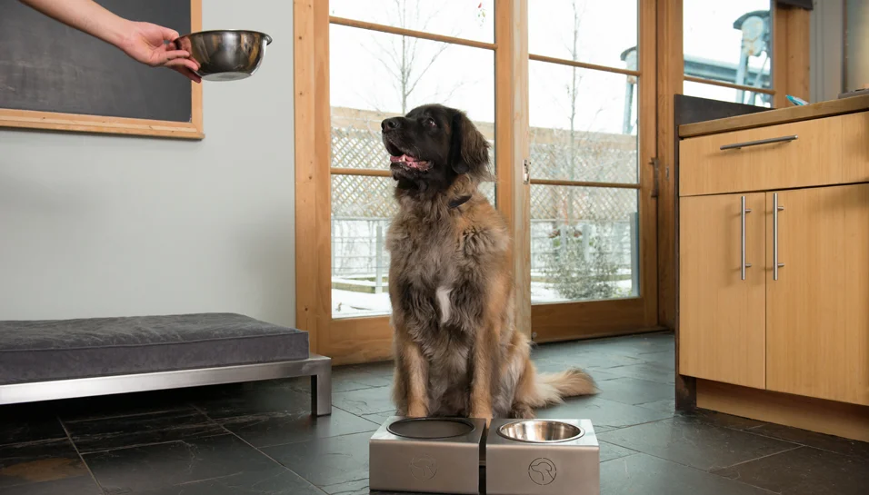 160121_Henry_Dog_Feeding_Station_1126.jpg