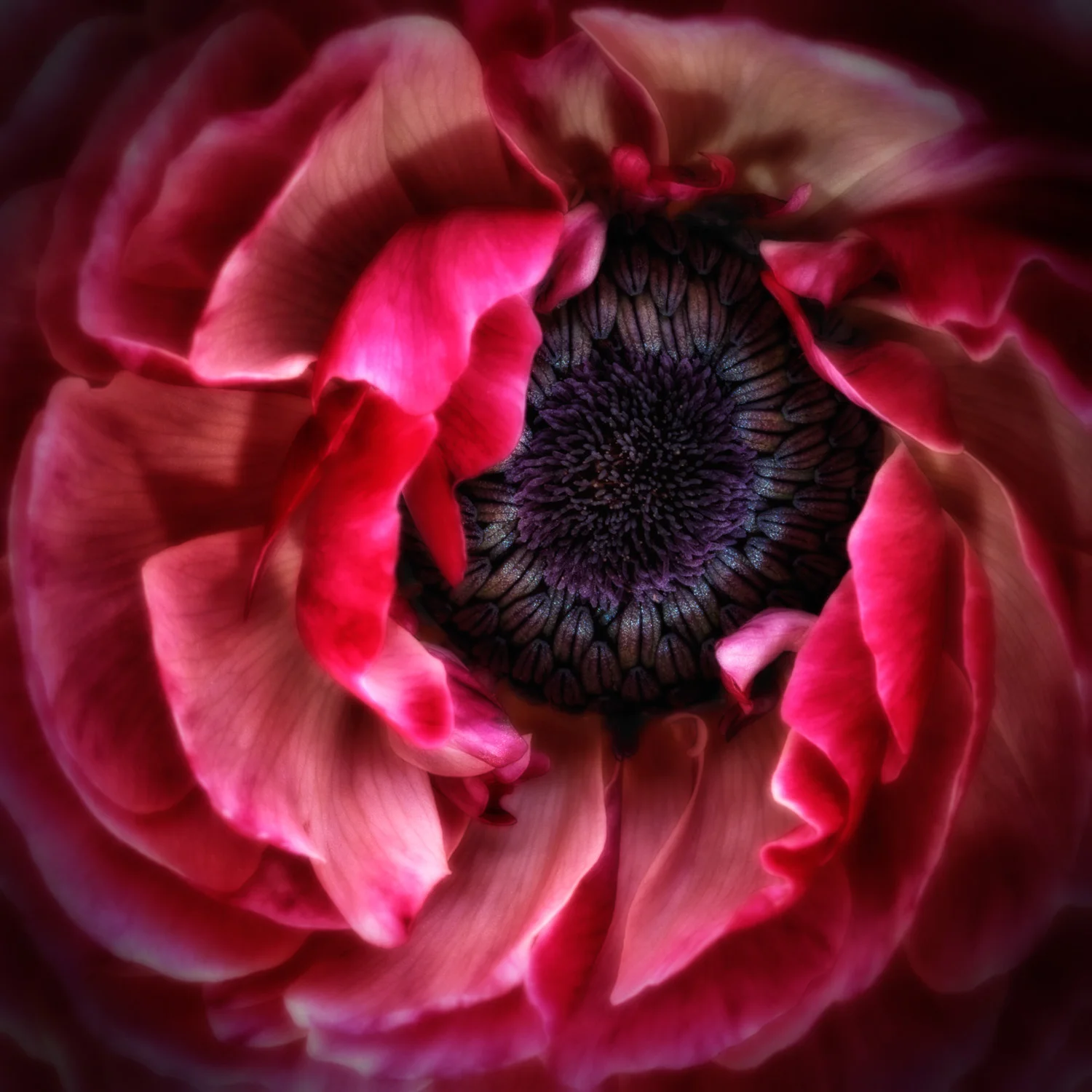 Center of Attraction Series - Red