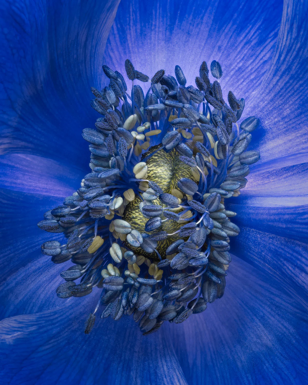 Center of Attraction Series - Blue II