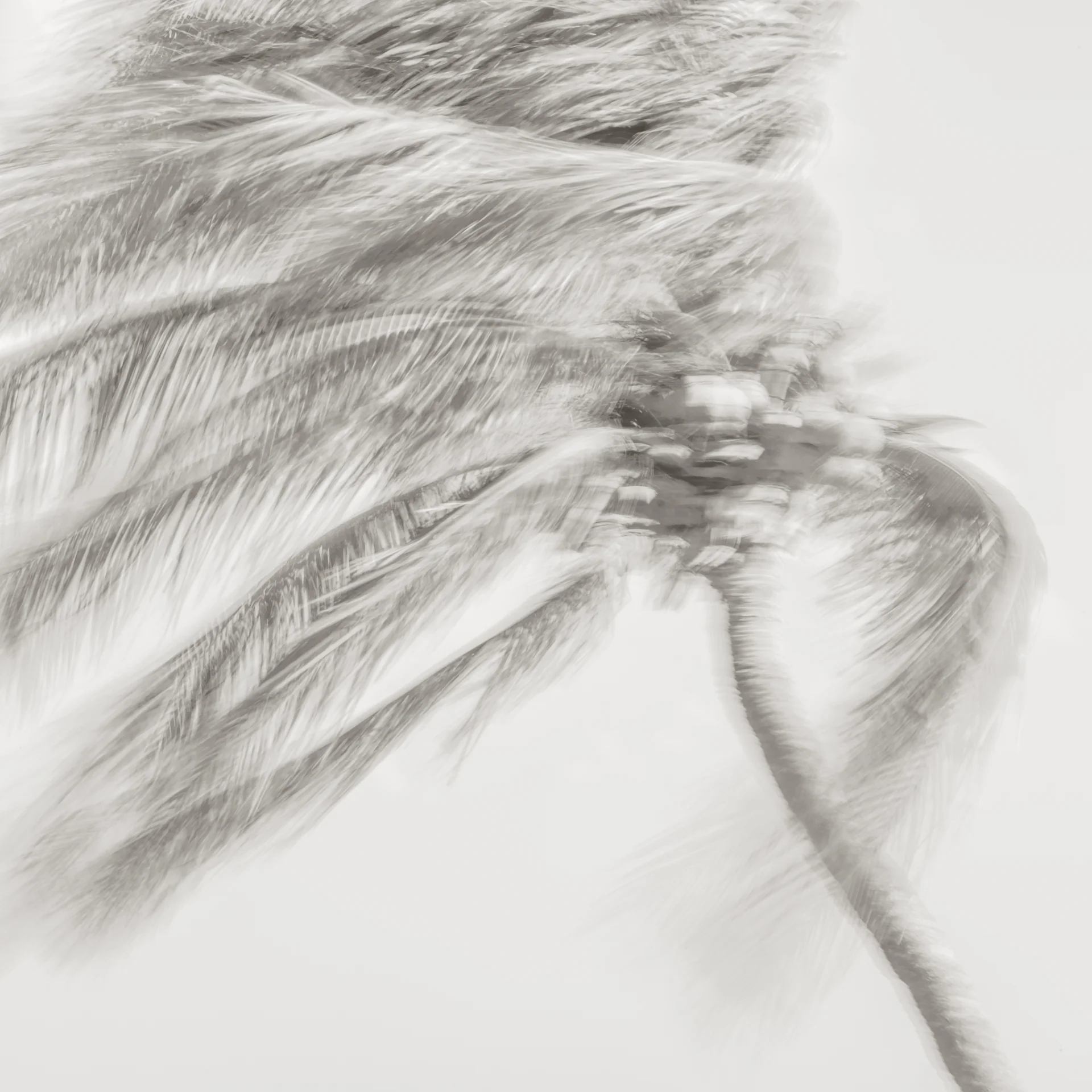 Who has seen the wind...