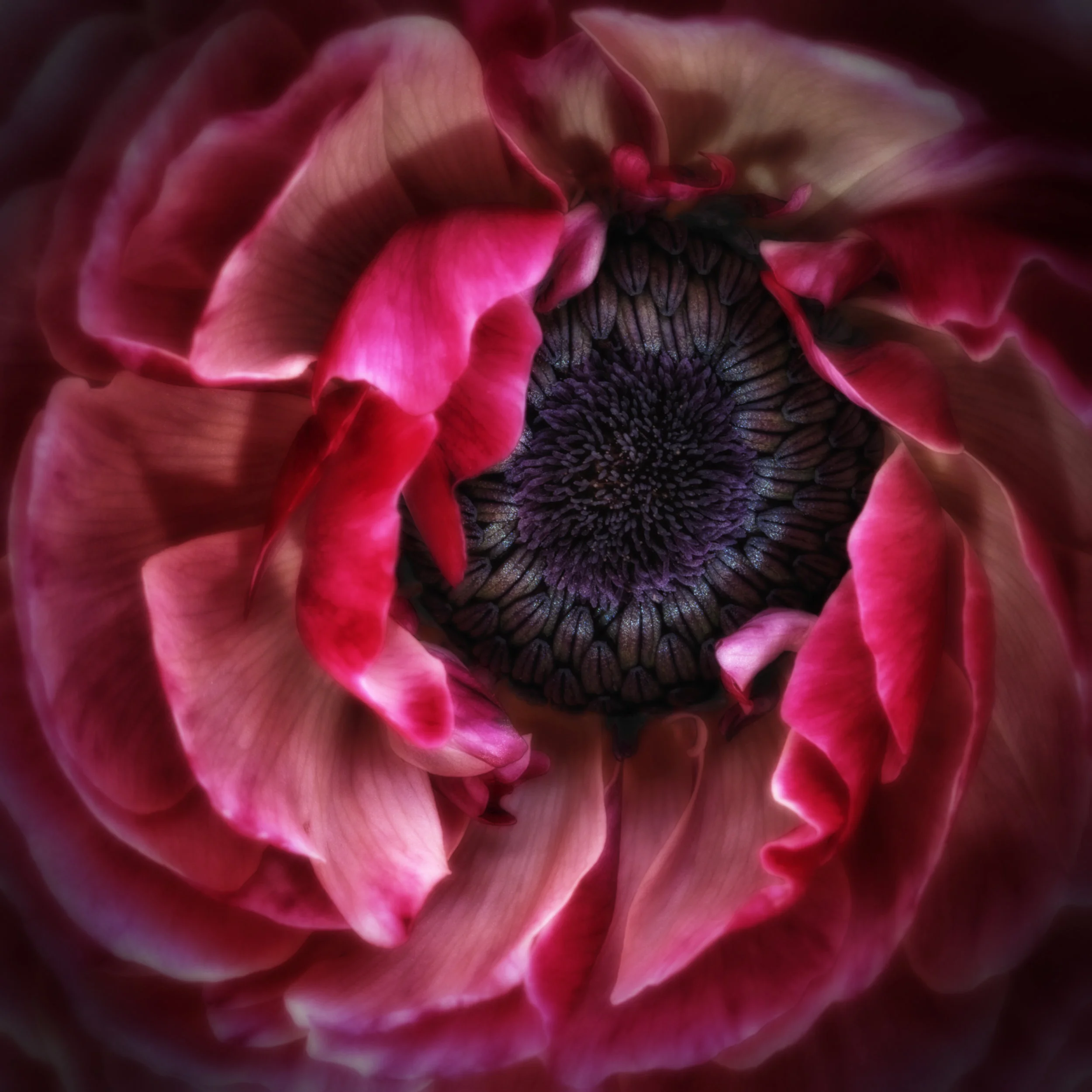 Center of Attraction - Red