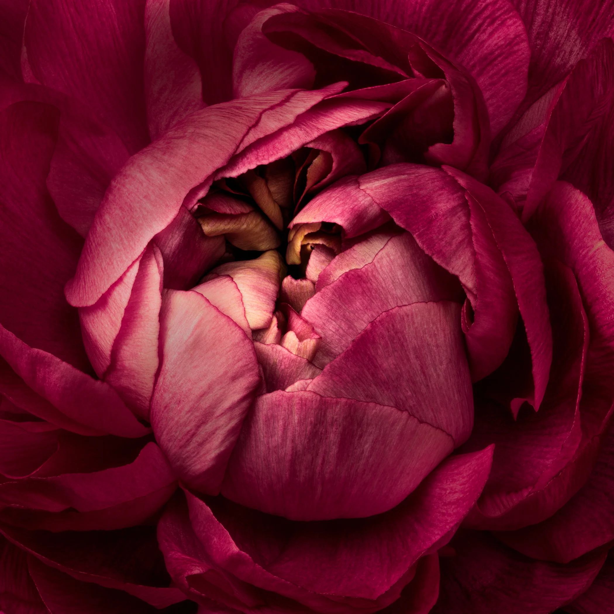 Center of Attraction Series - Pink