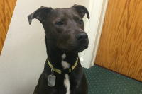 NORWOOD Office Dog