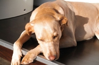 DAISY Senior Office Dog