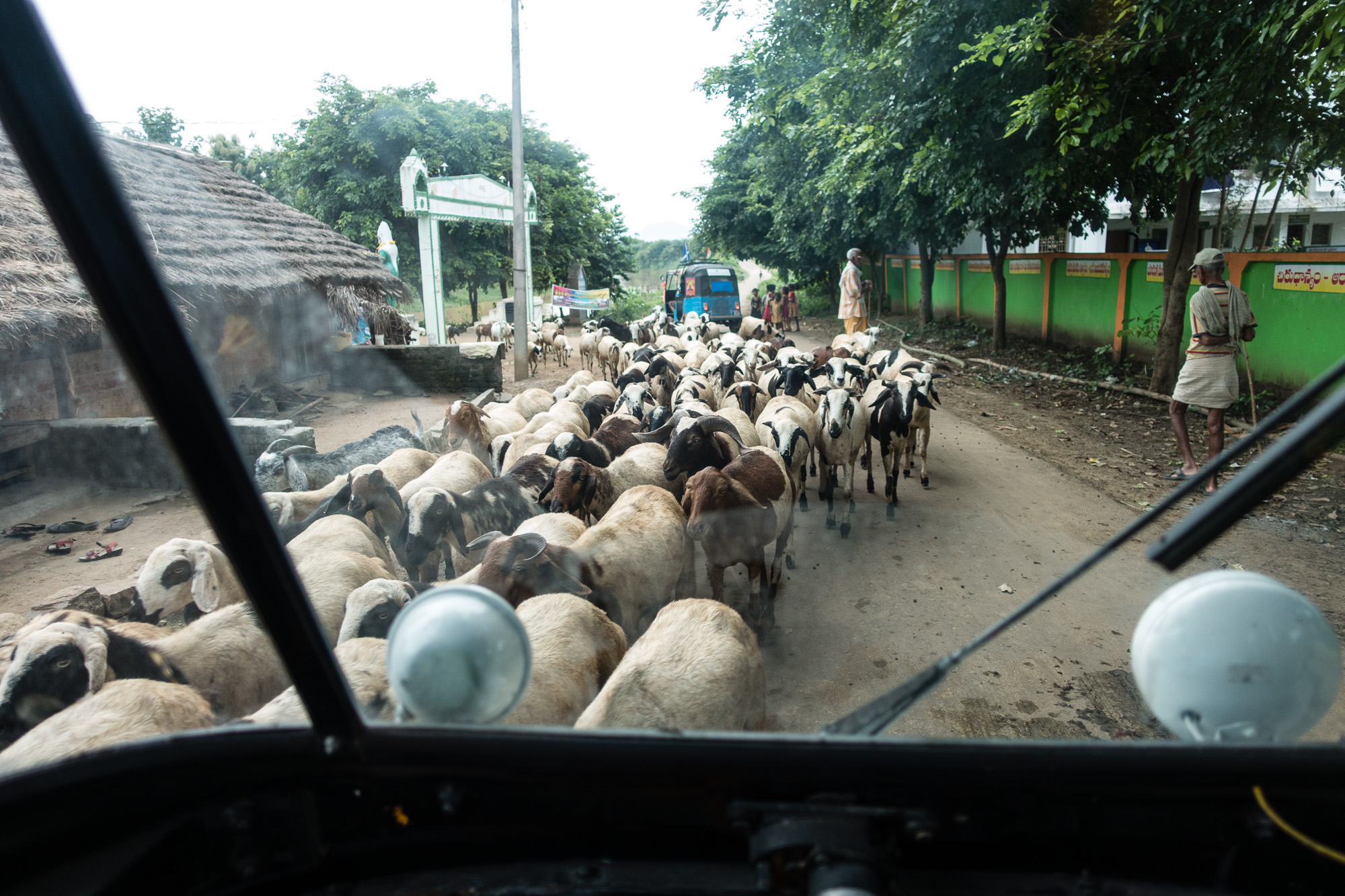 A sheep and goat stampede.