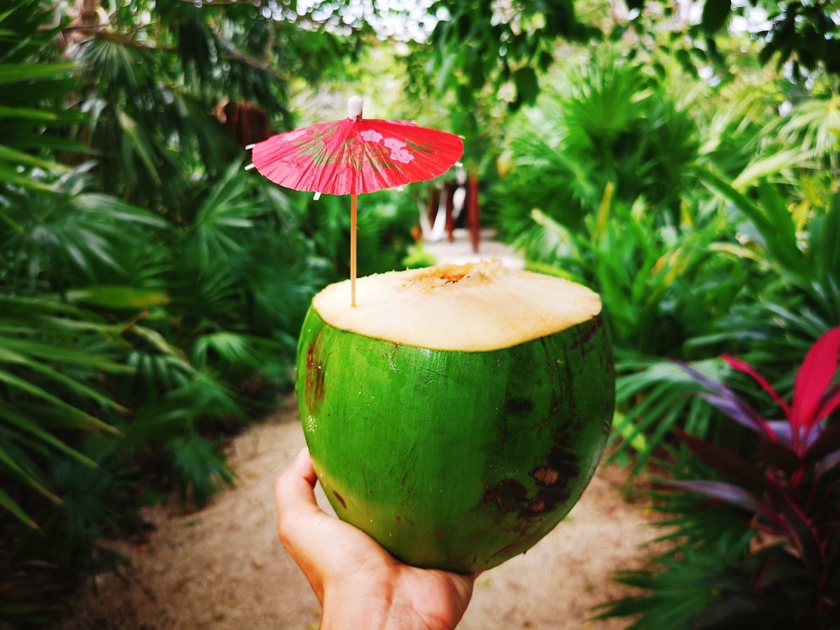 coconut-drink-garden.jpg