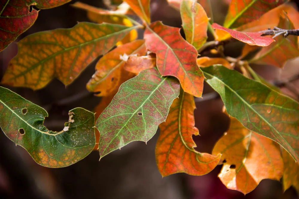 Autumn's Vibrance