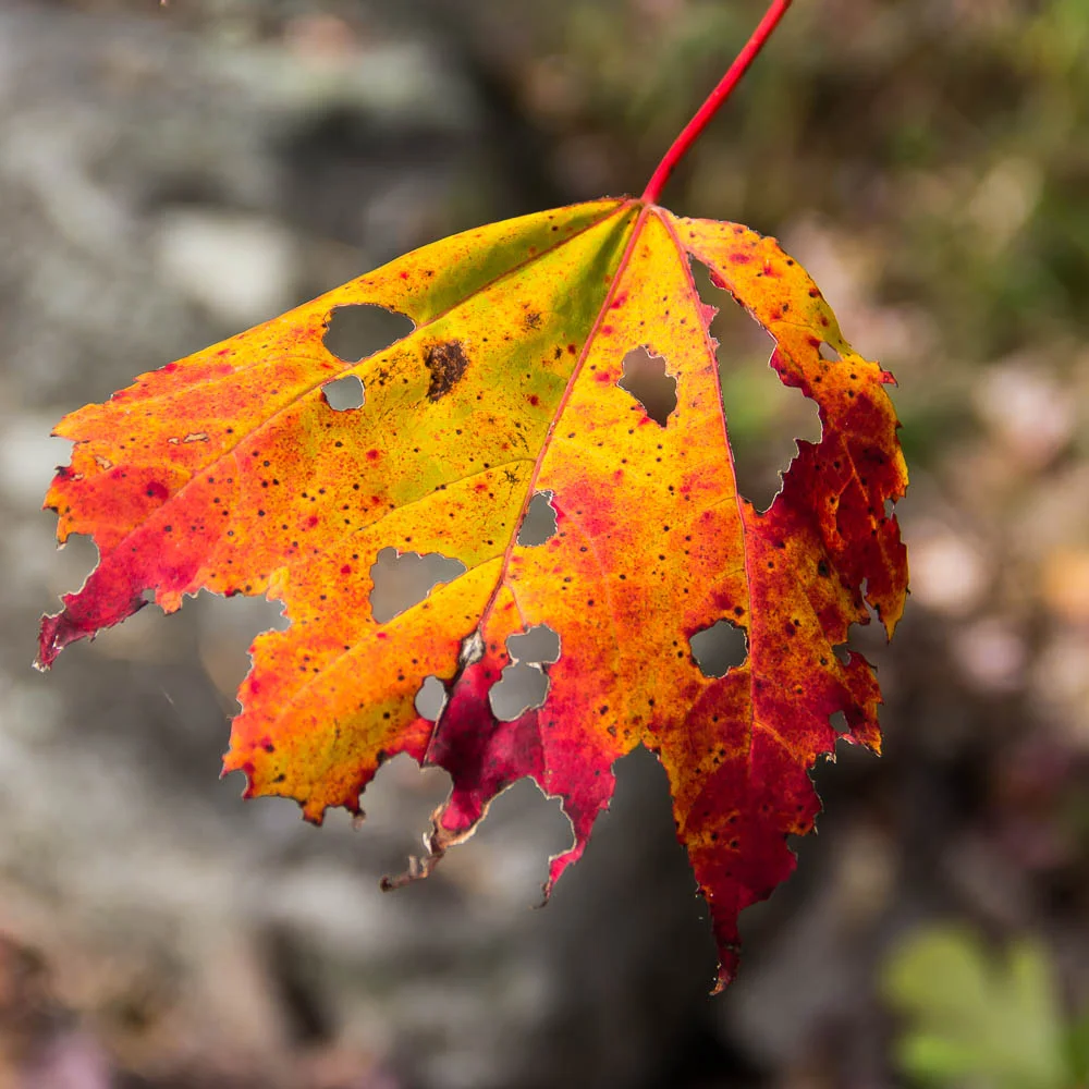 Beleaf It!