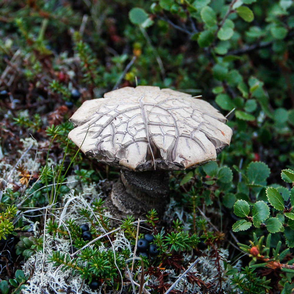 Alaskan Fungus