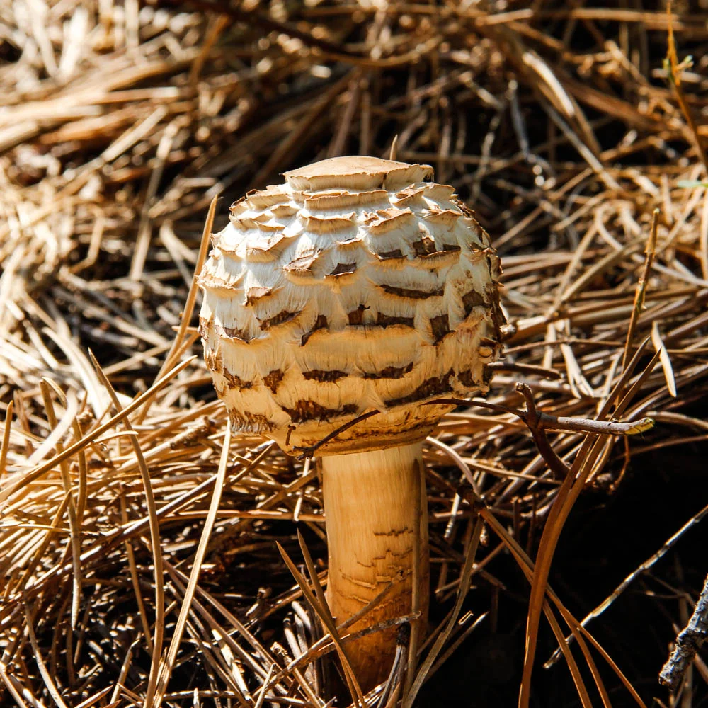 Colorado Toadstool