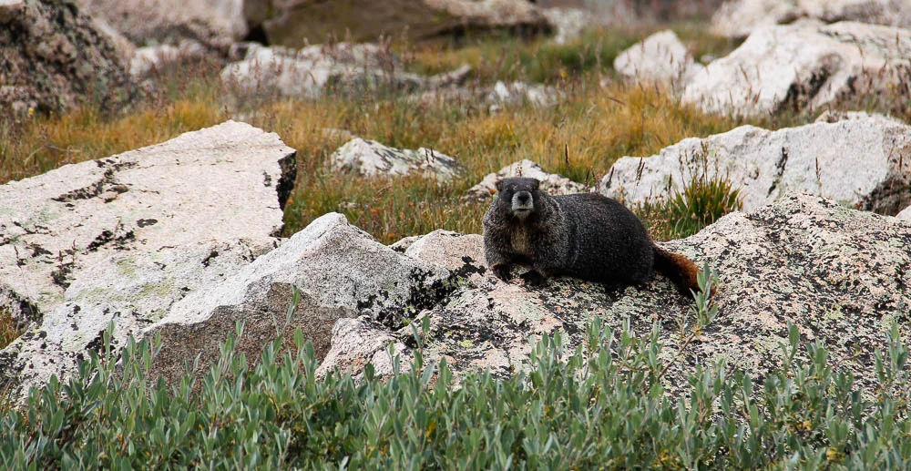 Marmot 