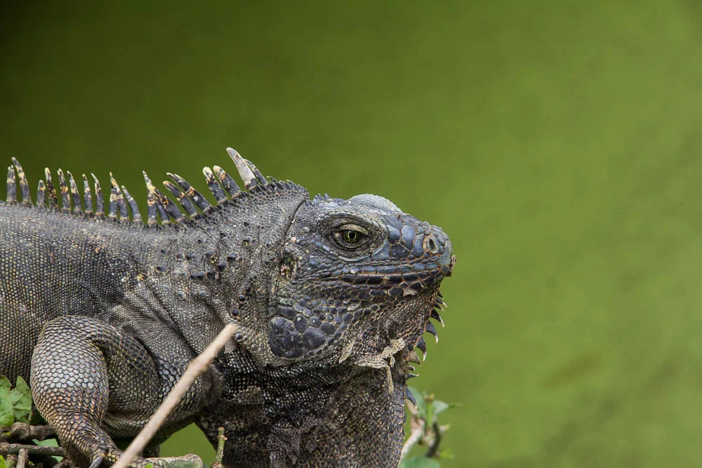 Iguana Friend