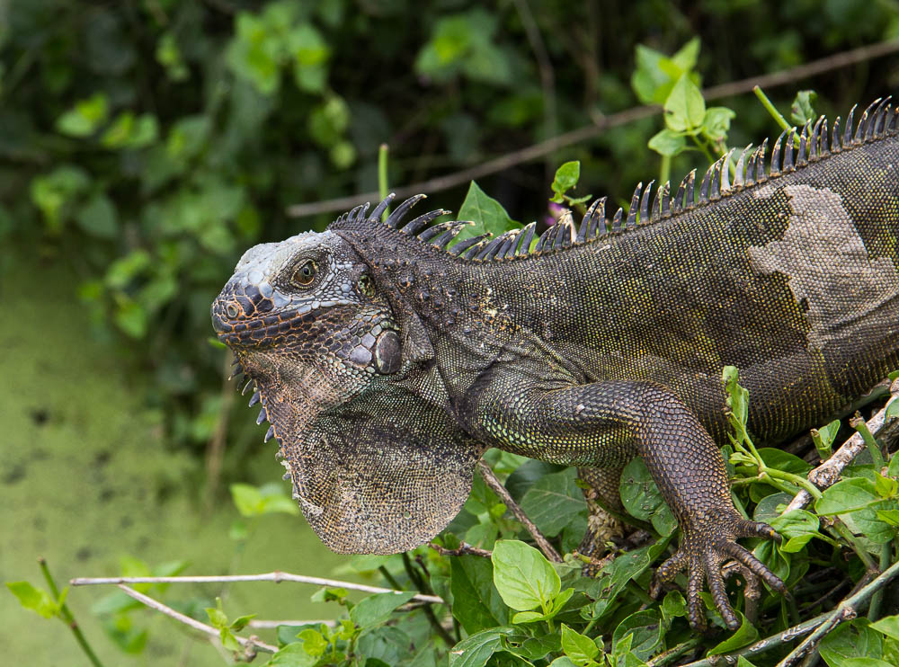 Iguana Friend II