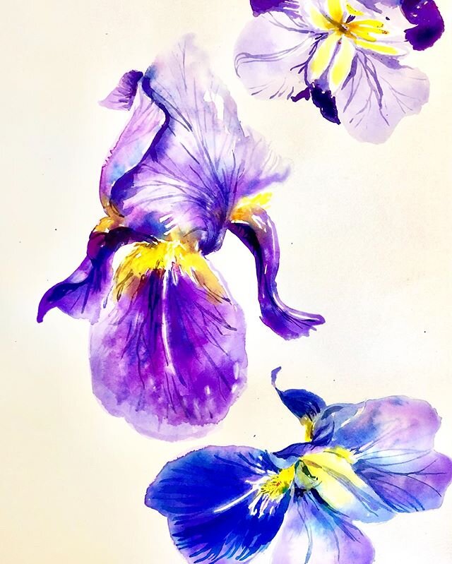 Irises for @emmablaspoetry .
.
.
.
.
#iris #irises #irisflower #floralaf #floralart #dsfloral #watercolor #danielsmithwatercolors #mygardenflowers #mygardenflower  #pinkflashesofdelight #blooms #bloomseason 
#howyouhome #floralinspiration #floralinsp