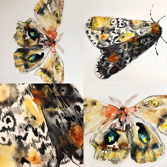 Watercolor interpretation of Katie&rsquo;s @katiemillersinstagram gorgeous photos. .
.
.
.
#moths #mothsofinstagram #mothstagram #mothsmatter #mothsarebeautiful #mothlove #mothlover #danielsmithwatercolor #danielsmithartistmaterials #bugs #bugslife #