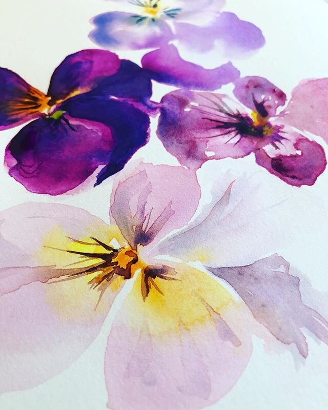 Pansy Punch
.
.
.
.
.
#watercolor #watercolorpainting #danielsmith #danielsmithwatercolors #floralaf #dsfloral #pansylove #pinkflashesofdelight #pansygal #blooms #bloomseason 
#watercolour #howyouhome #floralinspiration #floralinspo #surfacepatternco