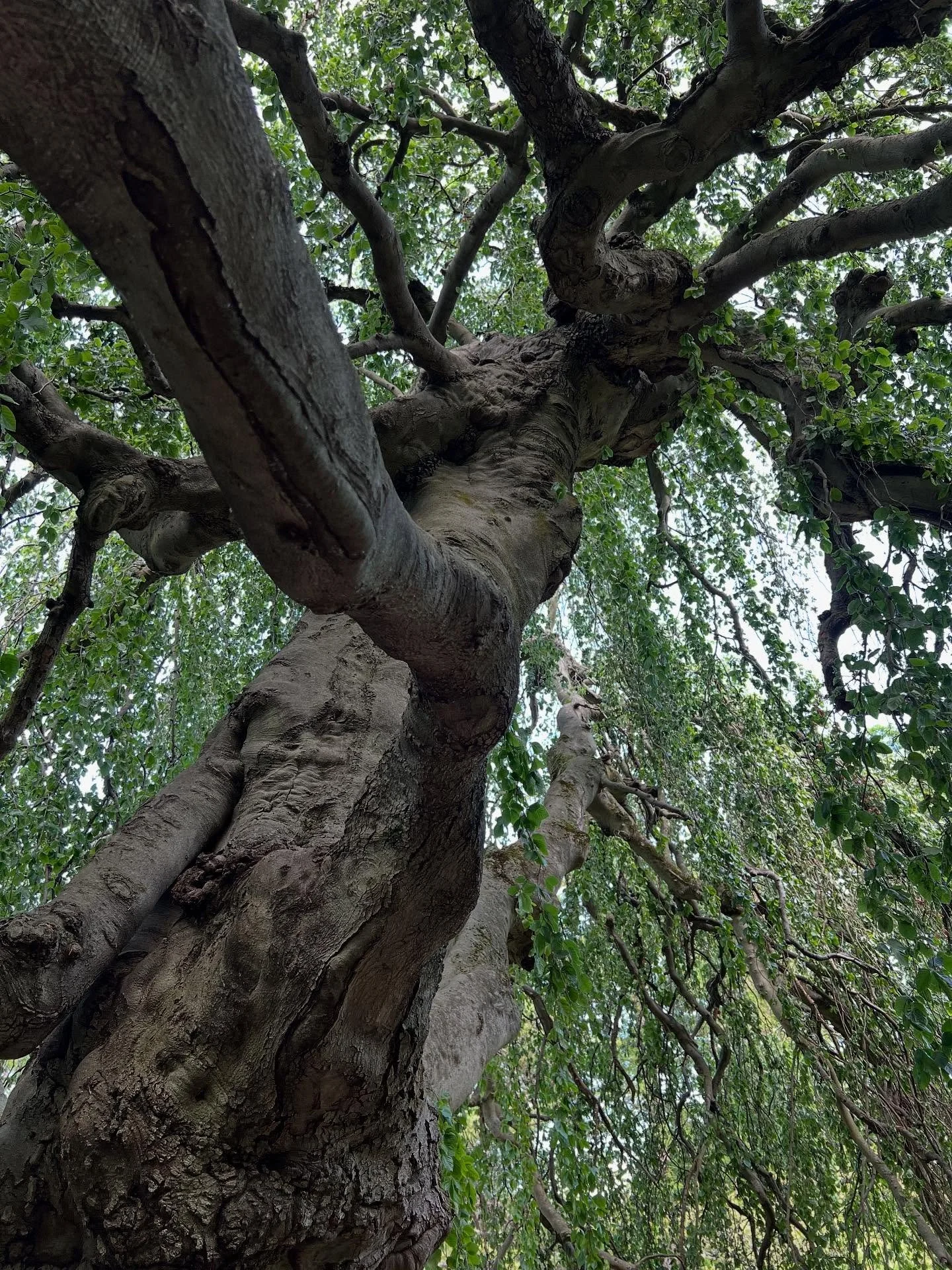 One of my favorite places, Mt. Auburn, a beautiful &ldquo;botanical&rdquo; cemetery.  Pre Civil War. 
.
.
.
.
.
.
#mtauburn #mtauburncemetery #rhodedendron #mtauburncardigan #mountauburncemetery #mountauburn #boston #bostonbotanic #cambridge #cambrid