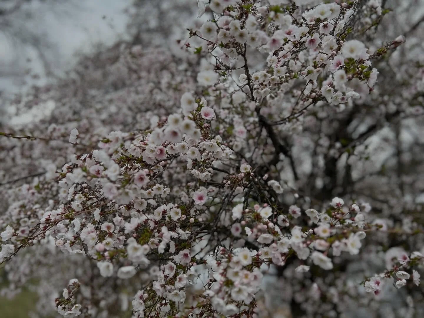 Chasing Spring flora continued. 
.
.
.
.
.
.
#cherryblossom #magnolia #newenglandflowers #boston #springblooms