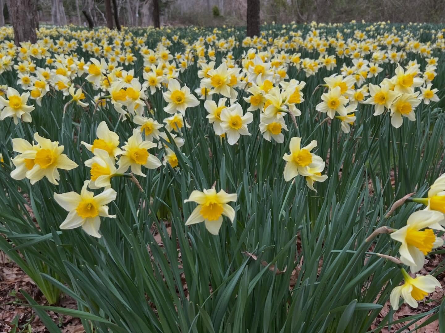 Chasing Spring flora in New England. Surely wipes away the winter blues. 
.
.
.
.
.
#daffodil #newenglandflowers #daffodilseason #jonquilles #springflowers🌸🌺🌼🌷❤️ .