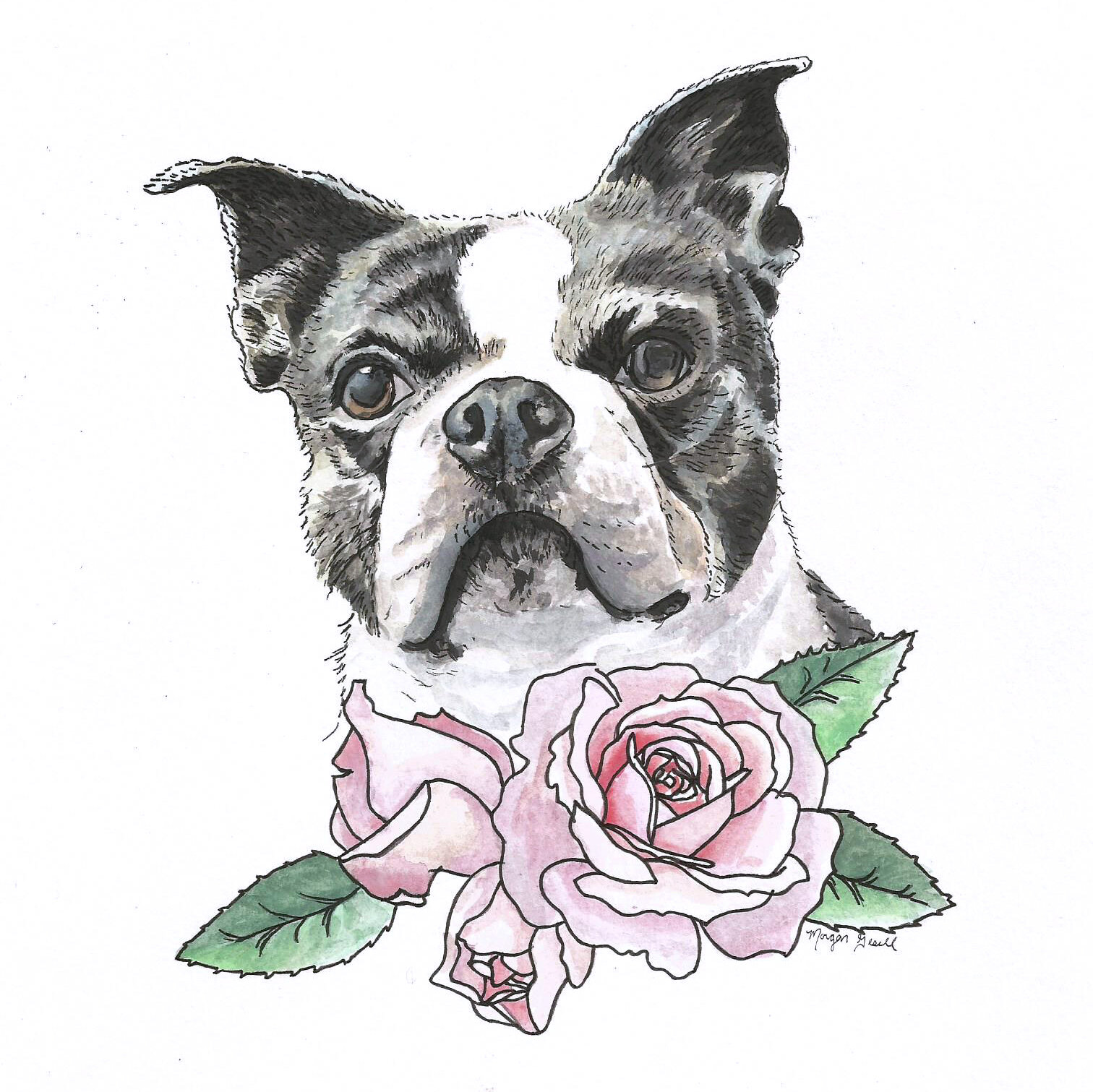 Boston Terrier Pup