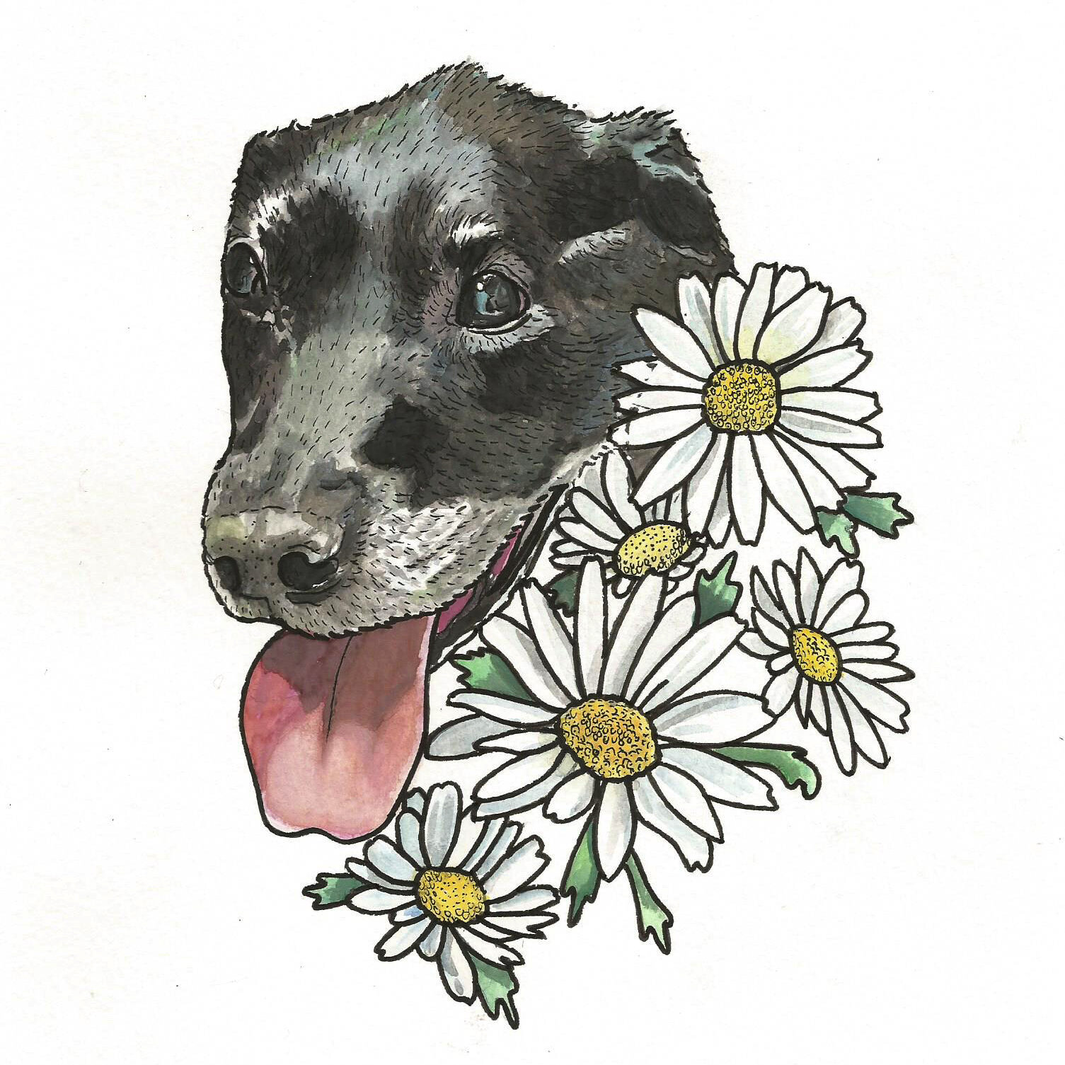Daisys