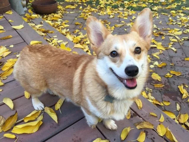 blonde corgi