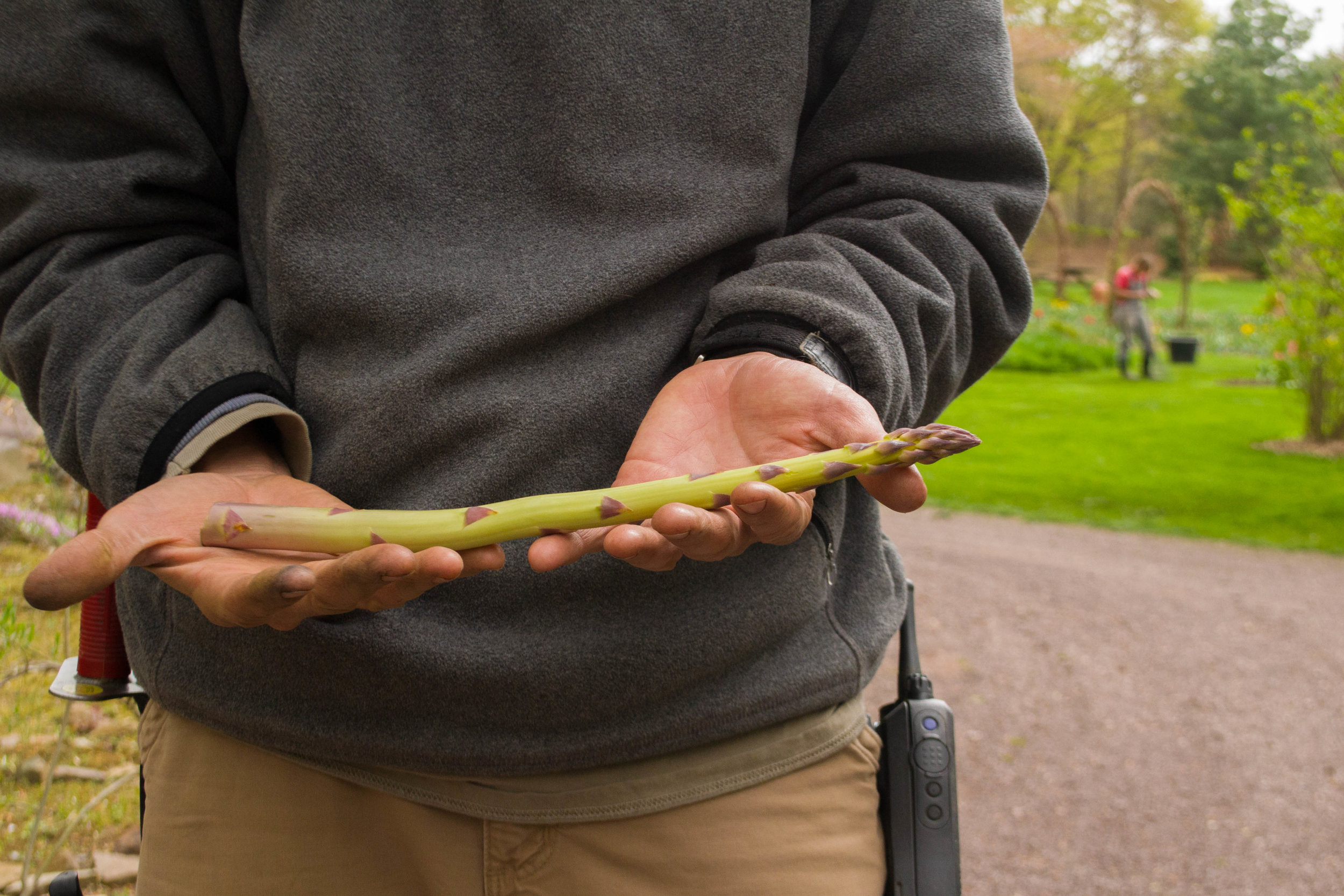 asparagus-8900.jpg