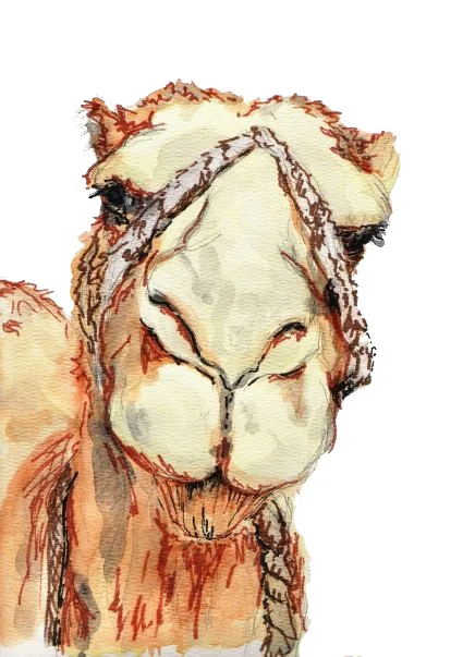 Camel