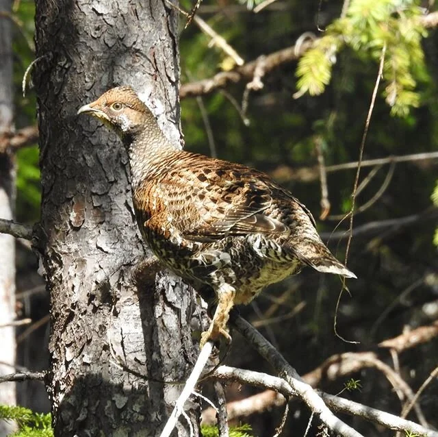 Birding on the backroads. #haidagwaii #stayhealthy