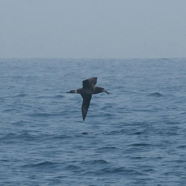 Black-Footed Albatross. A nice day on the Wild West Coast of Haida Gwaii. #albatross #haidagwaii #birdsofinstagram
