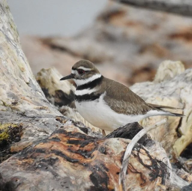 Get Cozy &amp; Stay Healthy. #haidagwaii #kildeer