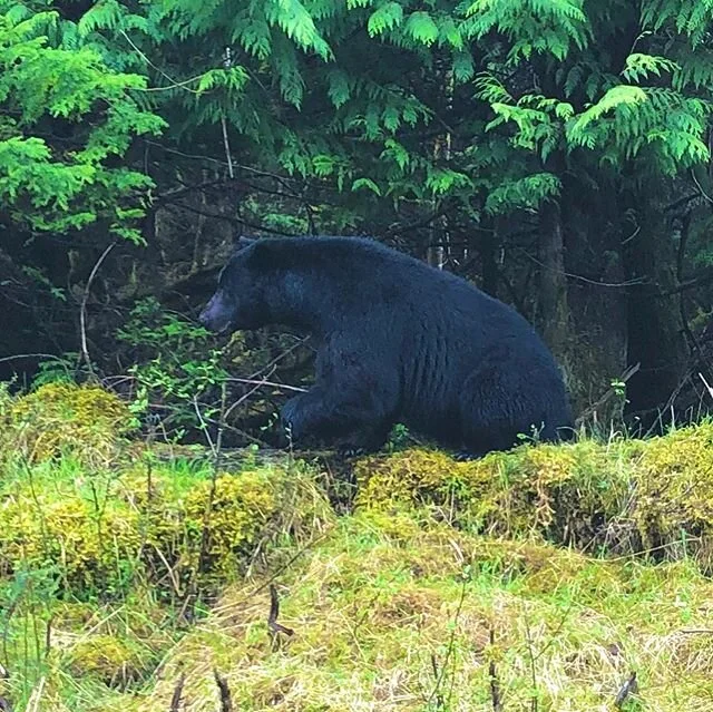 Haida Gwaii Taan (black bear). A short stroll to walk off the lbs. #blackbear #haidagwaii photocred-richaiken