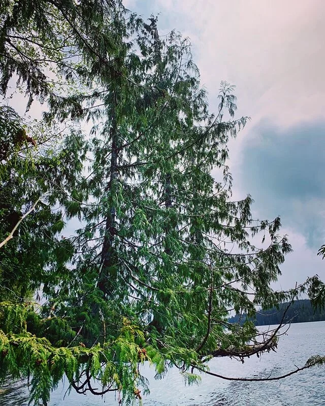 Natures Way. Trees 🌲 will grow anywhere. #haidagwaii