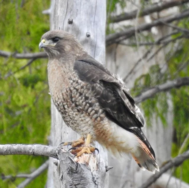 A couple of hawks and a frog. #hawks #haidagwaiitourism