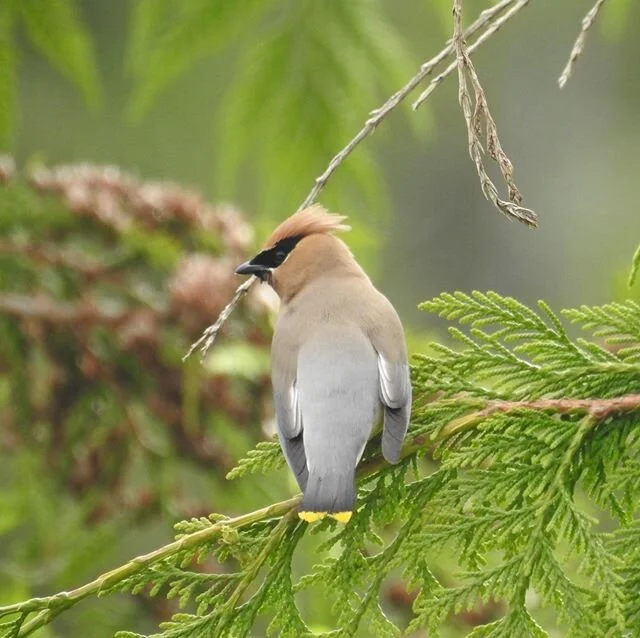 Cedar Waxwing. #birdsofinstagram #haidagwaiitourism