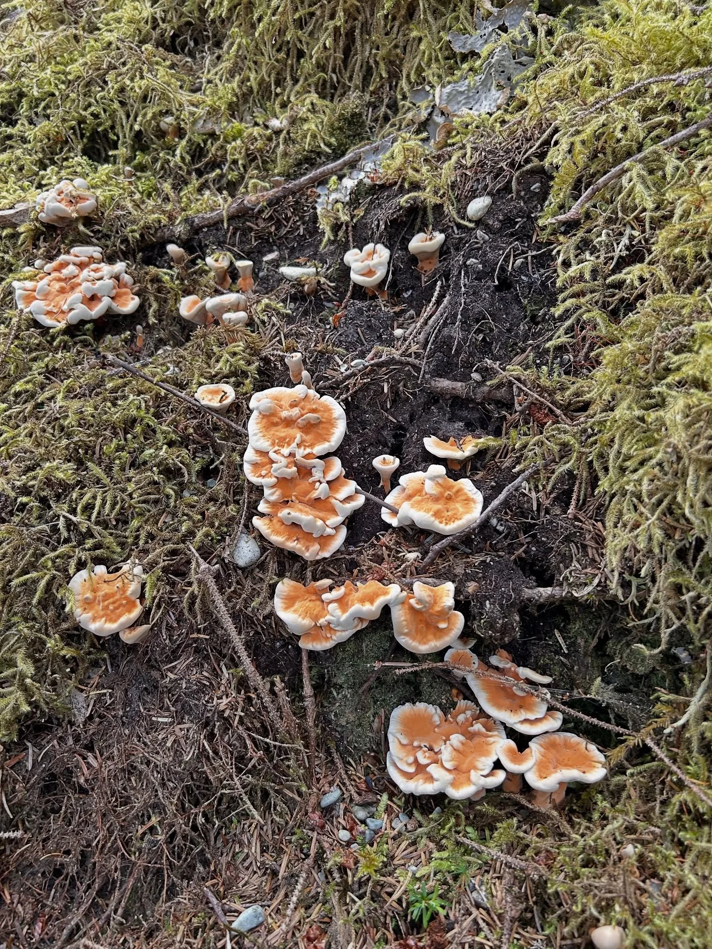 Some summer faves #gwaiihaanas #haidagwaii #explorebc