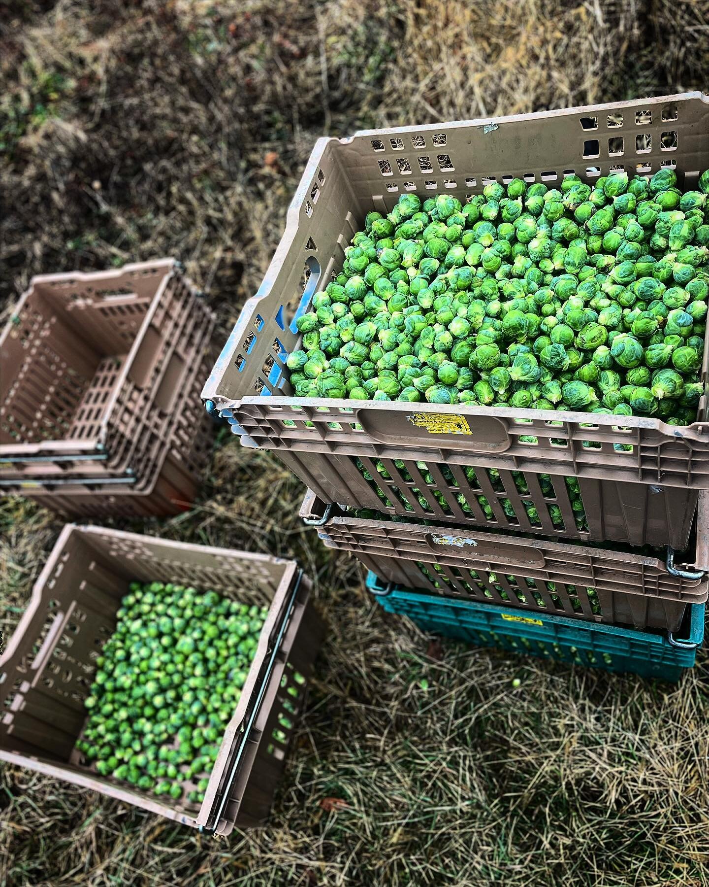 Still Harvesting Brussels! Happy New Year to all and thanks for an awesome year!