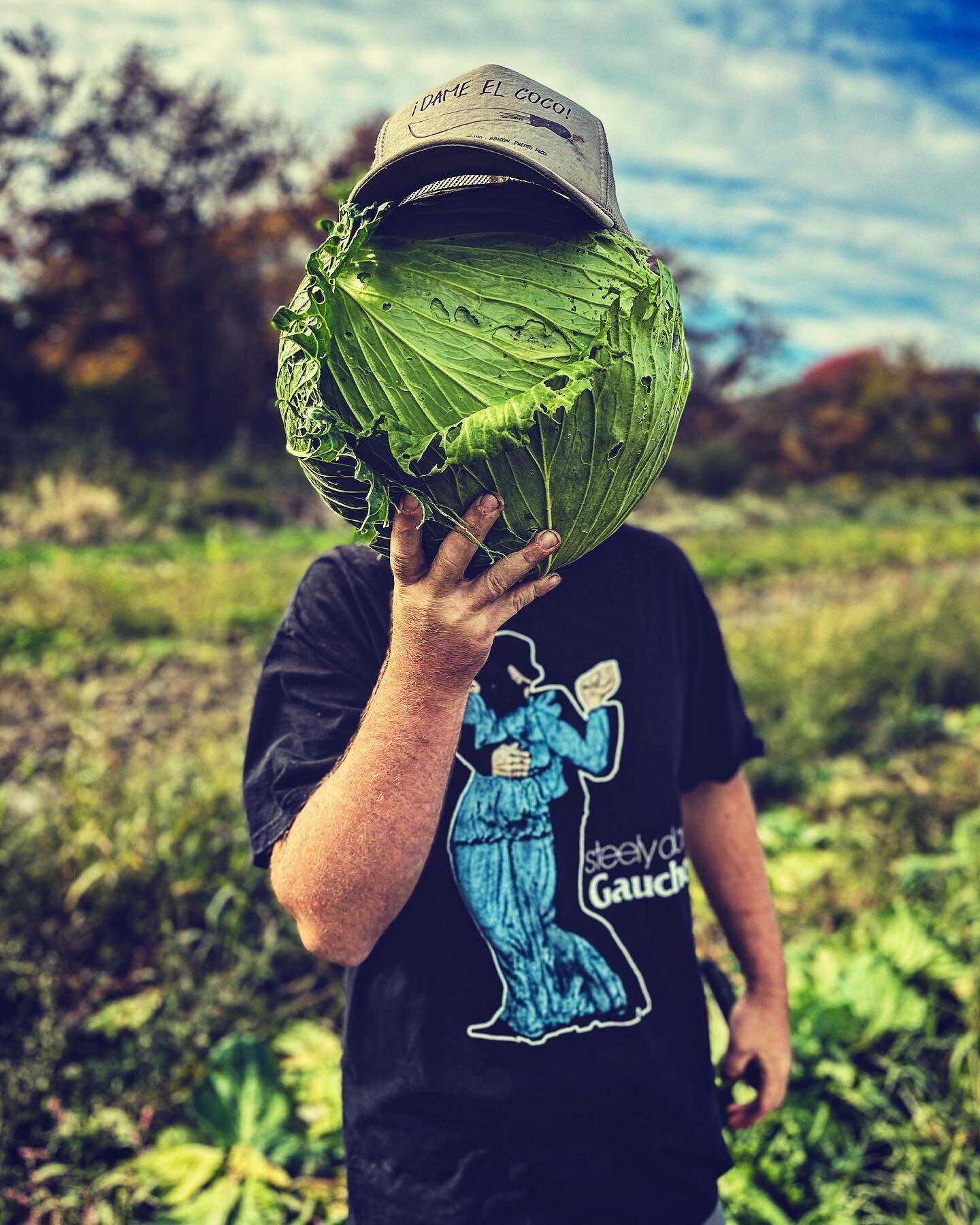 Cabbage Season has started. Gunma Cabbage has a large diameter, exaggerated flat heads produce thin, flexible leaves with a mild flavor. Great for stuffing and salads! This type of cabbage is preferred by some Asian markets and is fabulous for making