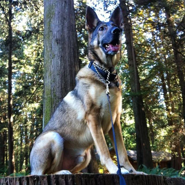 Our mascot, Arrow, on one of his favourite trails on Bowen Island, BC.